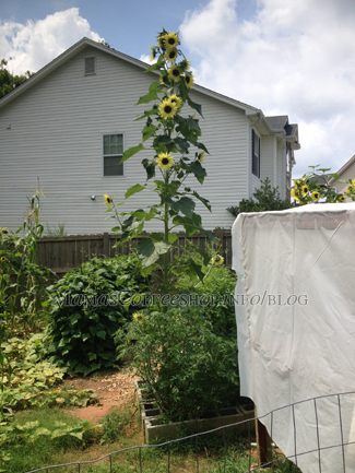 tall-sunflower