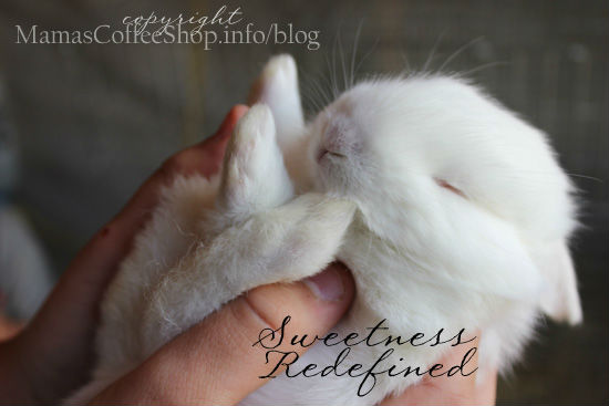 Sweetness-Redefined-Baby-Bunny