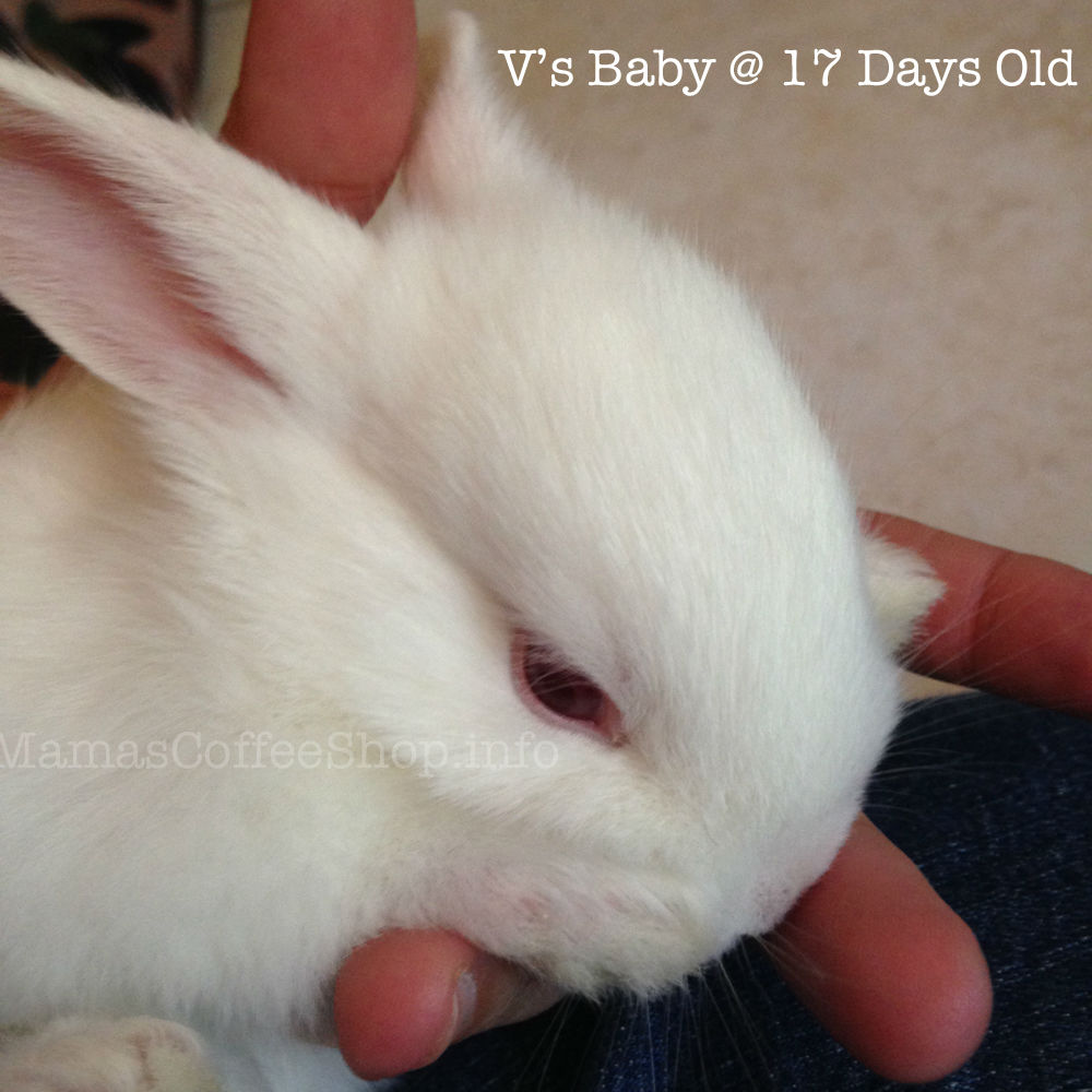 MamasCoffeeShop-17DayOldVsBaby-5-22-2015