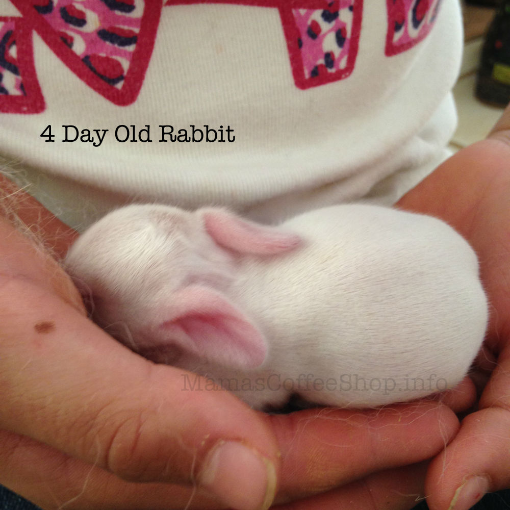 MamasCoffeeShop-4DayOld-BHoldingVsBaby