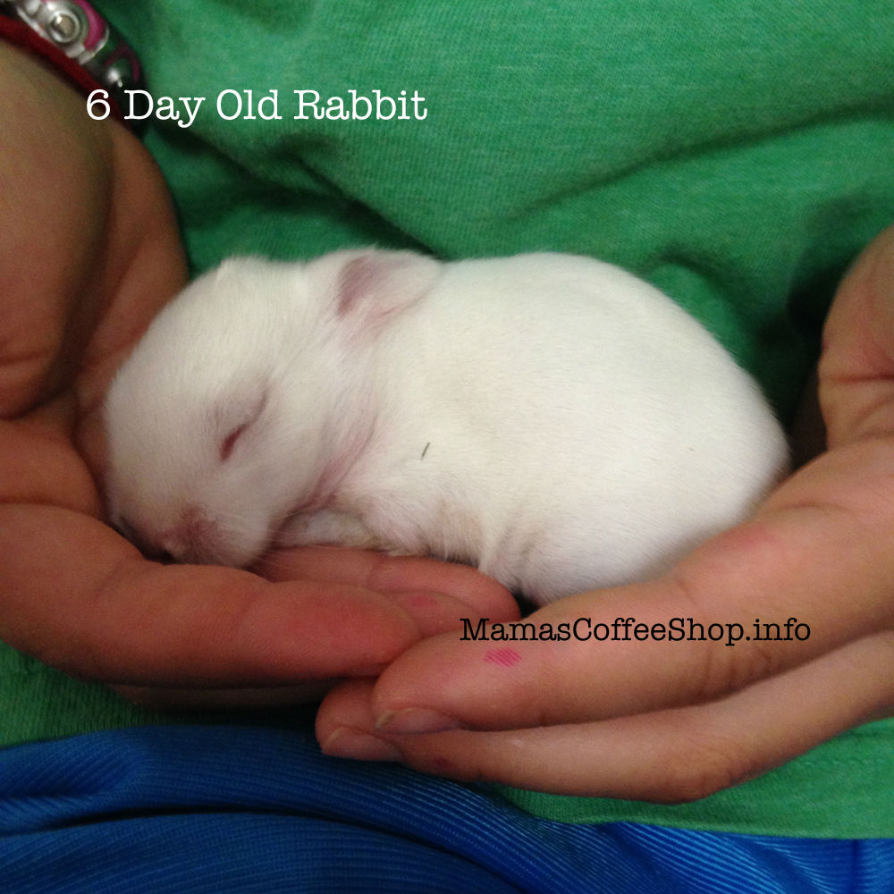 MamasCoffeeShop-BHoldingVs6DayOld