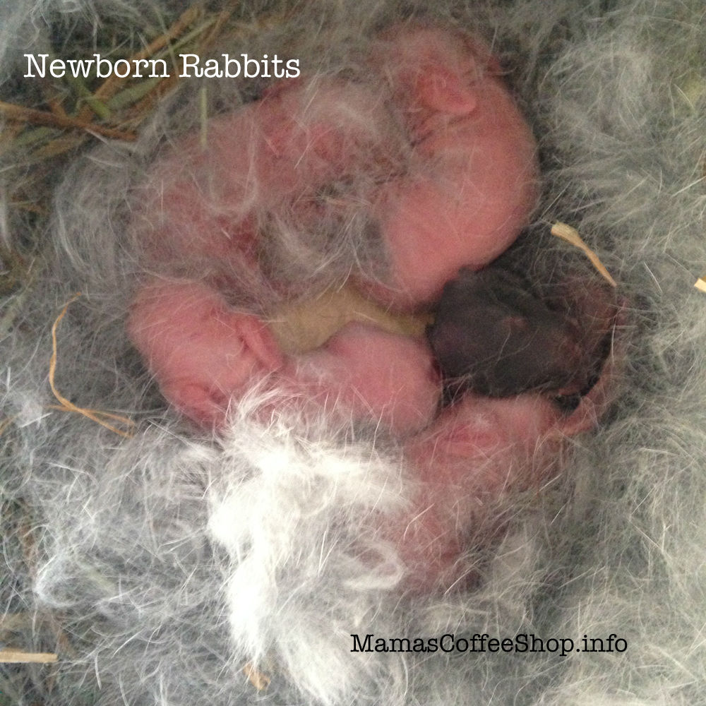 MamasCoffeeShop-JBsNewborns-5-8-15