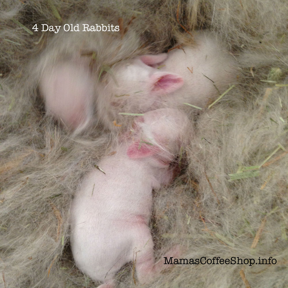 MamasCoffeeShop-Vs-4DayOld-5-8-15