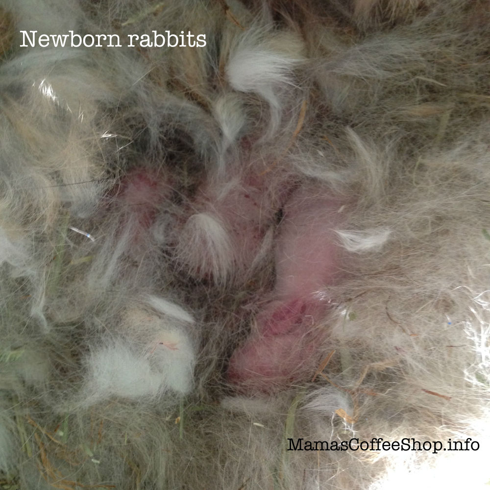 MamasCoffeeShop-Vs-Newborns