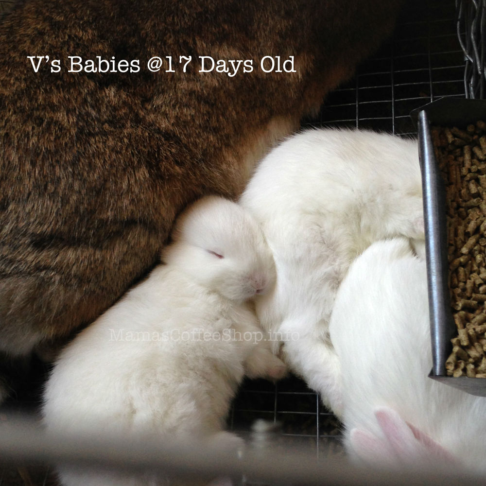 MamasCoffeeShop-Vs17DayOldRabbits