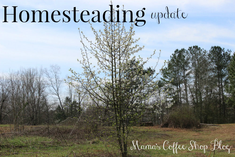 Mama's Coffee Shop Blog - HomesteadingUpdate-Image1